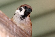 Eurasian Tree Sparrow (Passer montanus)